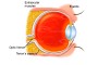 Anophthalmos | Normal eye anatomy